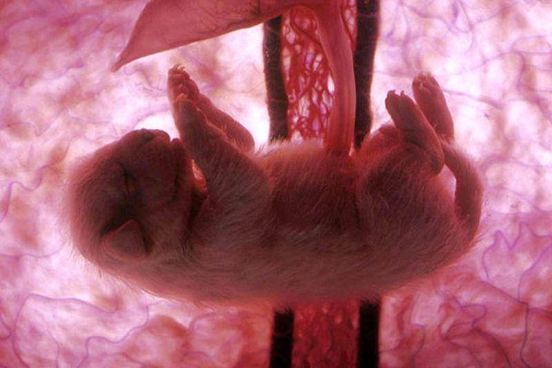 Аборт кошке: можно ли сделать, как прервать беременность