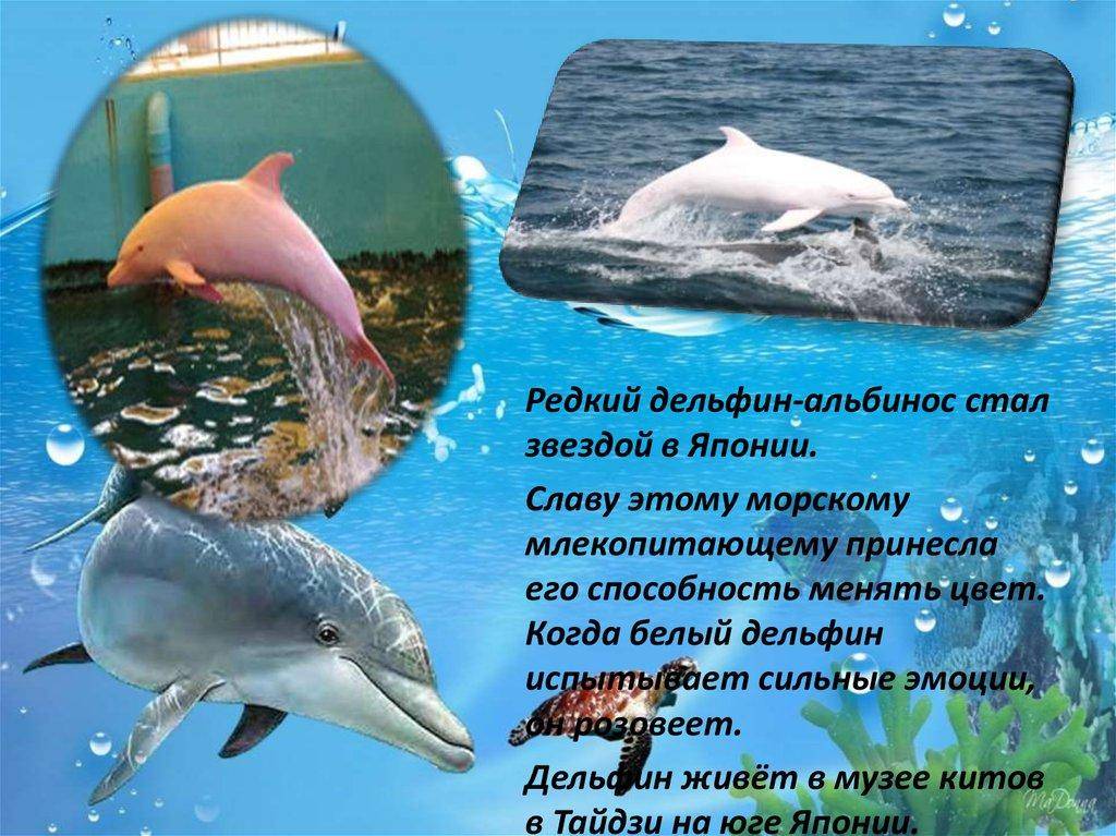 Дельфины — описание, питание, охота, размножение