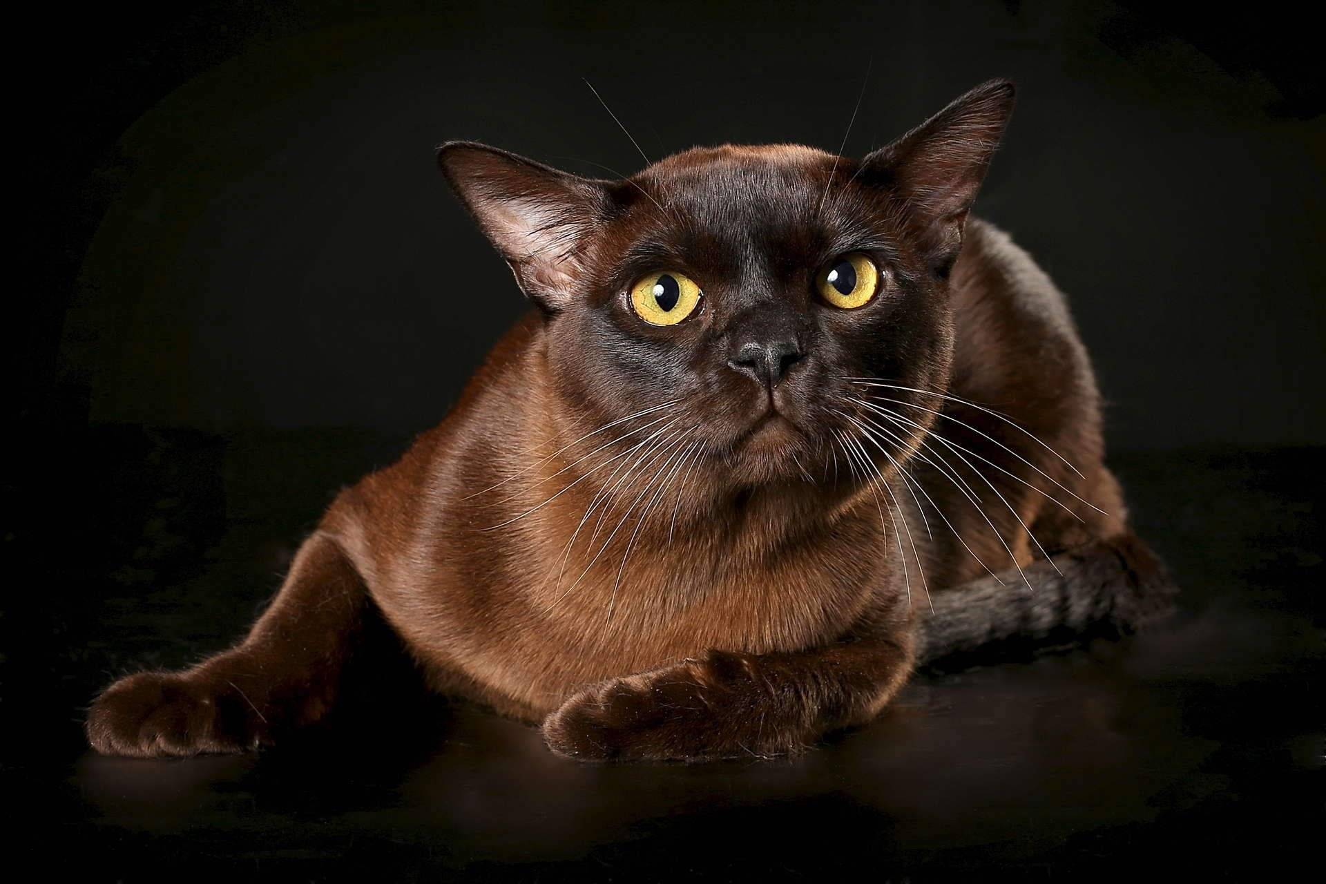Кошки бурманские: описание породы, характер, особенности ухода, история