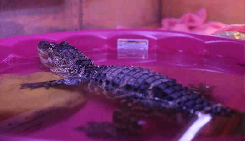 Крокодил — описание рептилии, места обитания, жизненный цикл, питание, виды + 116 фото