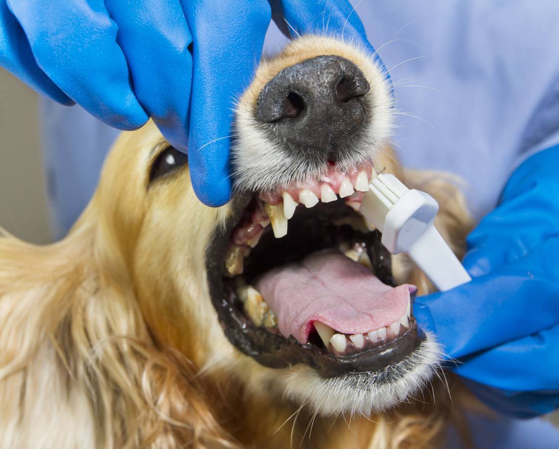 Зубной камень у собак: как почистить зубы