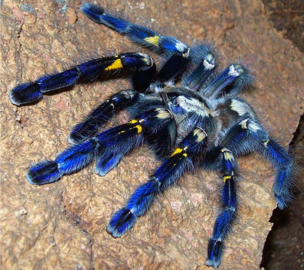 Паук тарантул (как выглядит, описание, среда обитания, питание)