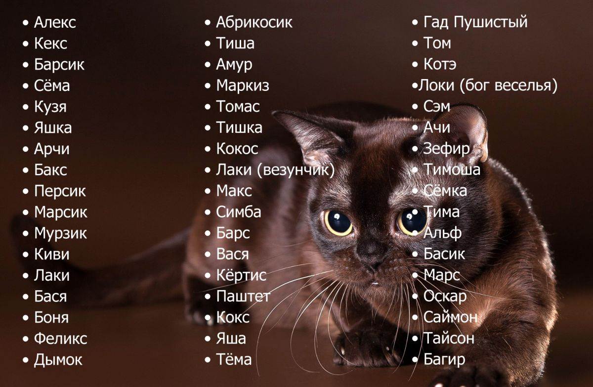 Счастливые клички для кошек. как выбрать имя для котёнка-мальчика любой породы и цвета. приметы, связанные с именами кошек