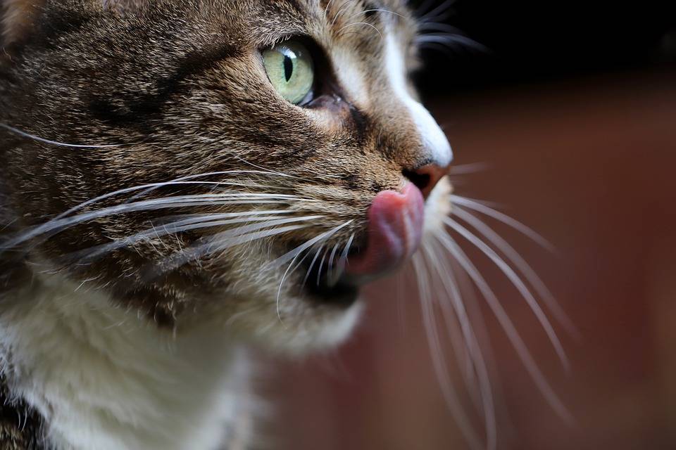 Почему у кота текут слюни изо рта и что нужно делать?