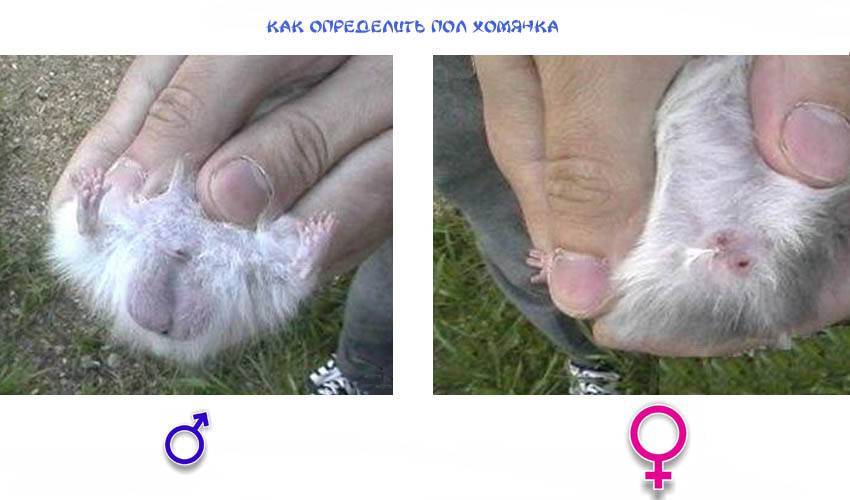 Как определить пол крысы: как узнать мальчика или девочку, как отличить крысёнка самца от самки, определение с фото