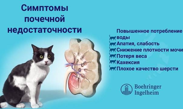 Поликистоз у кошек - симптомы и лечение