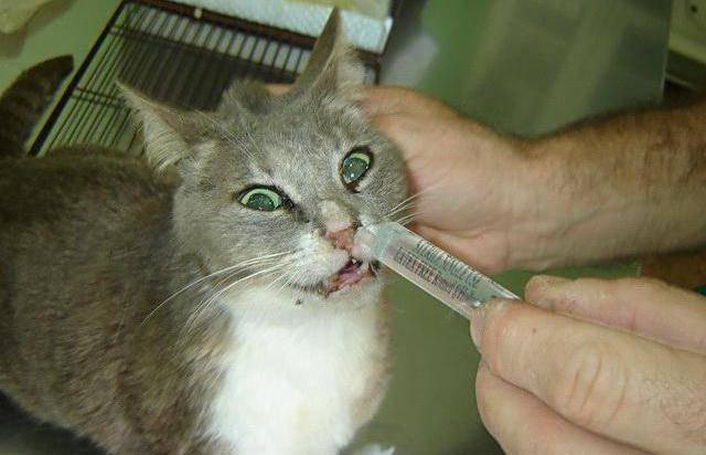 Что делать когда кот чихает с соплями: причины, лечение, первая помощь