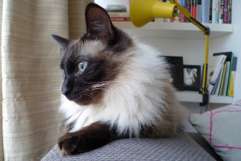 Балинезийская кошка: описание породы и характера