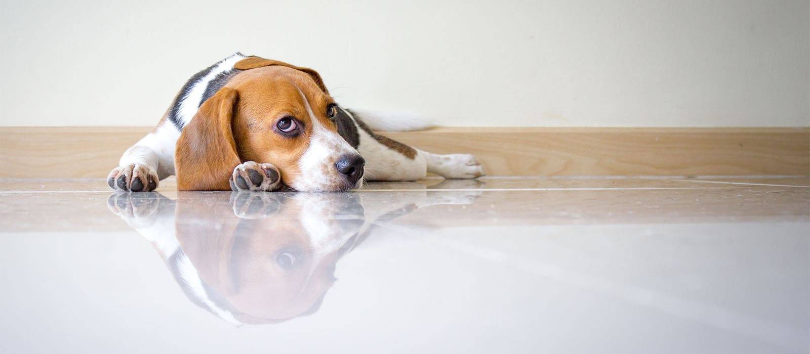 Беспокойное поведение собаки: причины и методы устранения