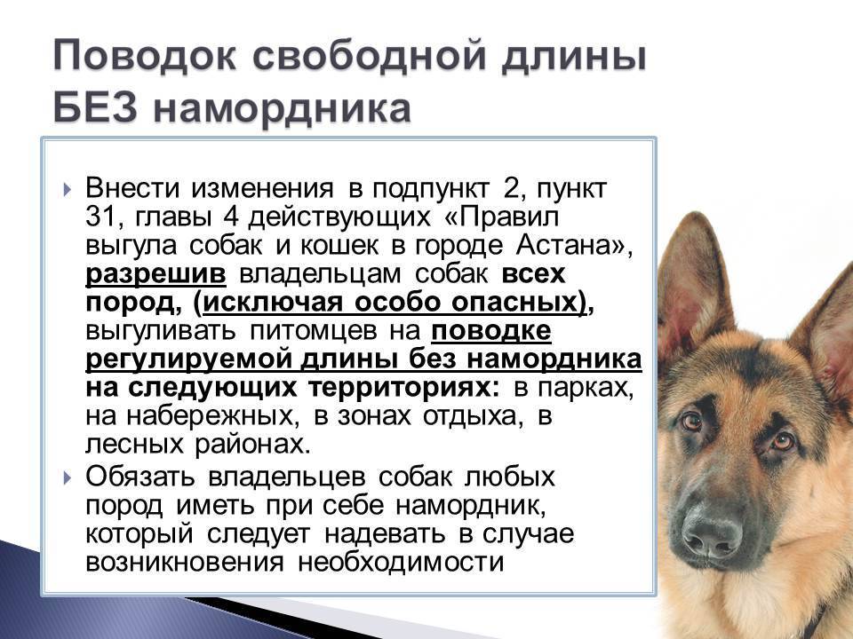 Закон о собаках в 2020-2021 годах, принятый гд рф: новые правила выгула и содержания опасных пород собак