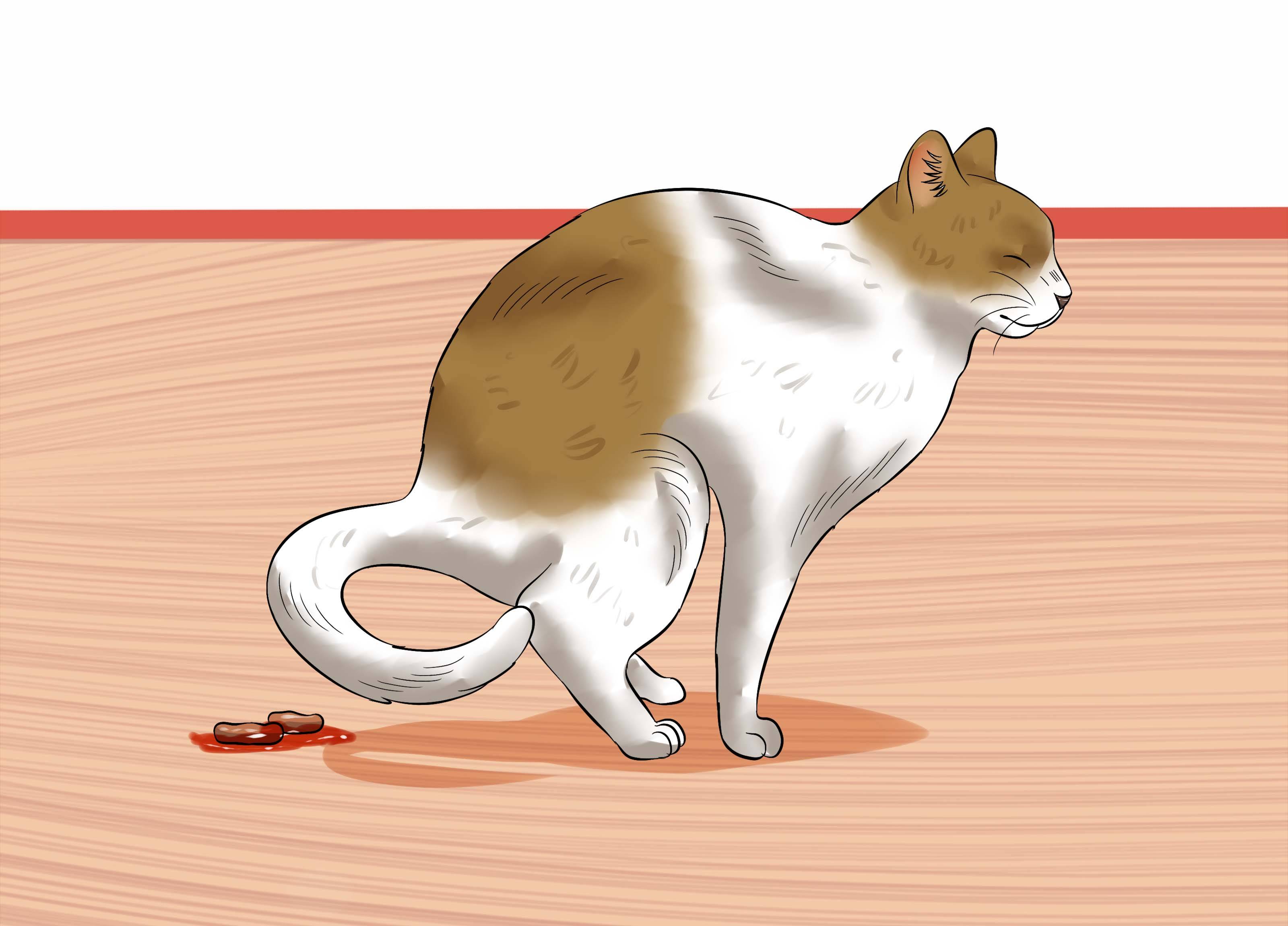 Кот какает с кровью: 10 причин появления кровяных следов в кале, лечение вероятных патологий