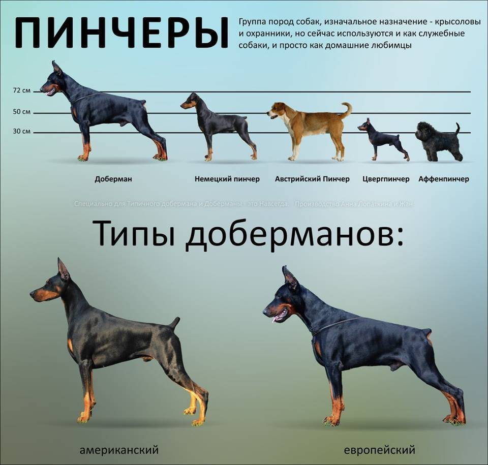 Точные данные о том, сколько на земле существует различных пород собак