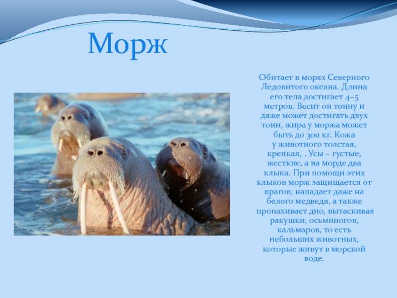 Доклад сообщение на тему моржи (описание для детей)