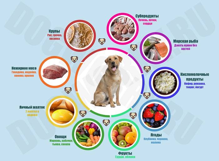 Натуралка для собак: 20 рецептов на каждый день