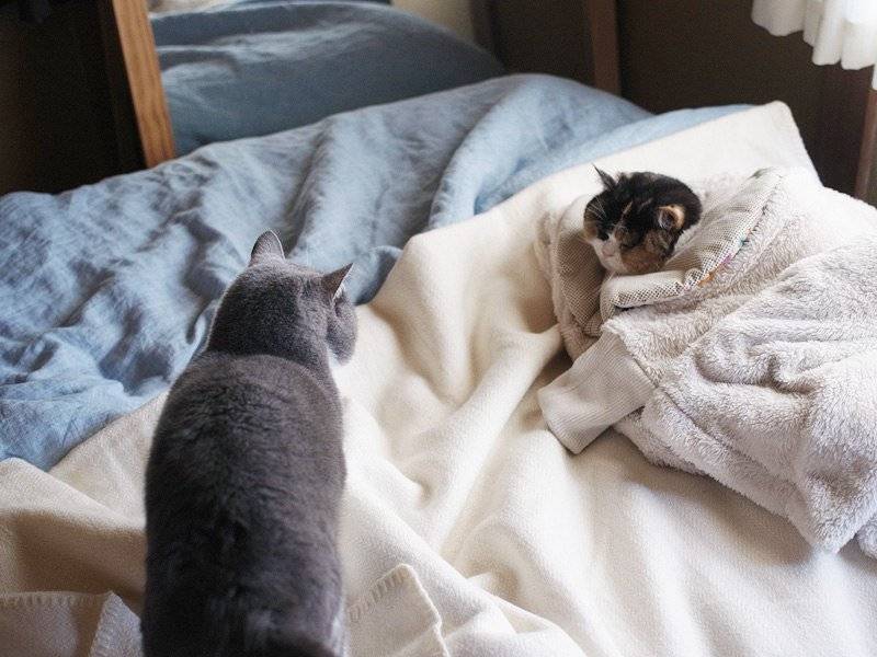 Примета: если кошка или кот нагадил на кровать, хотя приучен к лотку