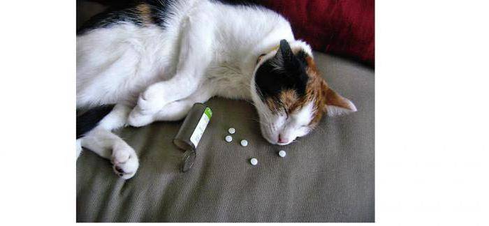 Отравление у кошек: симптомы и лечение в домашних условиях