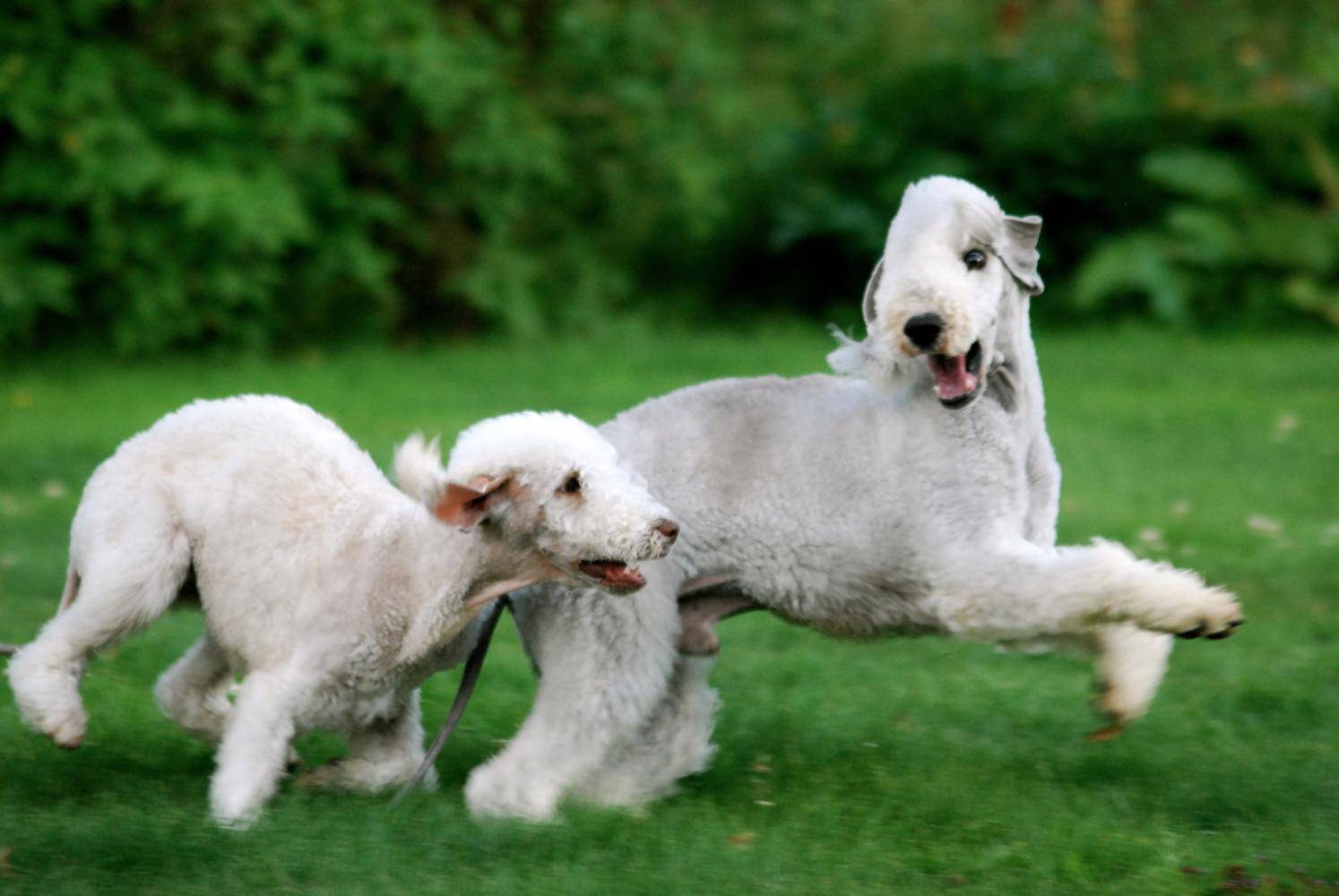 Характеристики бедлингтон-терьеров: особенности этой породы собак
