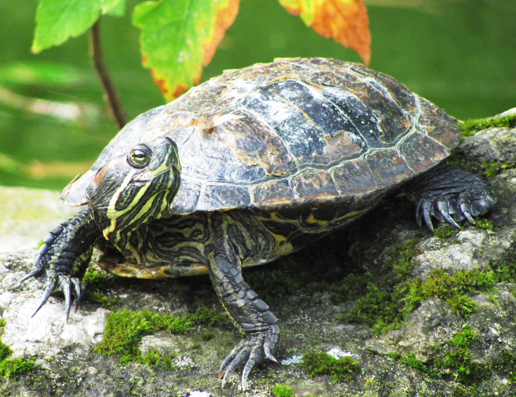 Виды черепах. описание, особенности, названия и фото видов черепах | животный мир