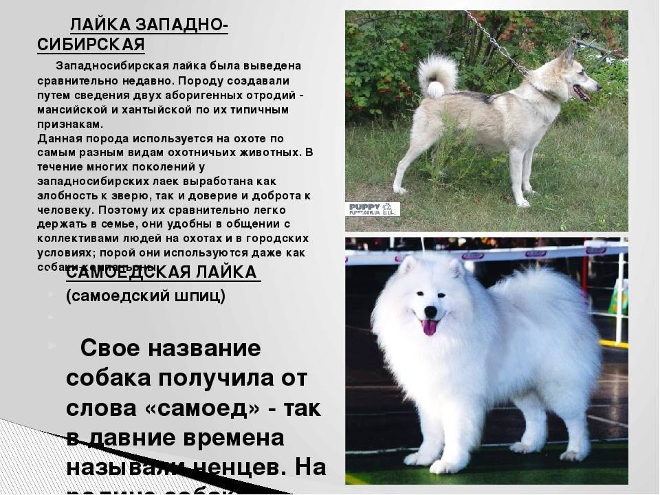 Белые собаки