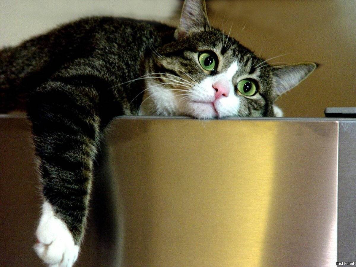 Почему кошки опрокидывают ваши вещи и как их отучить от этого