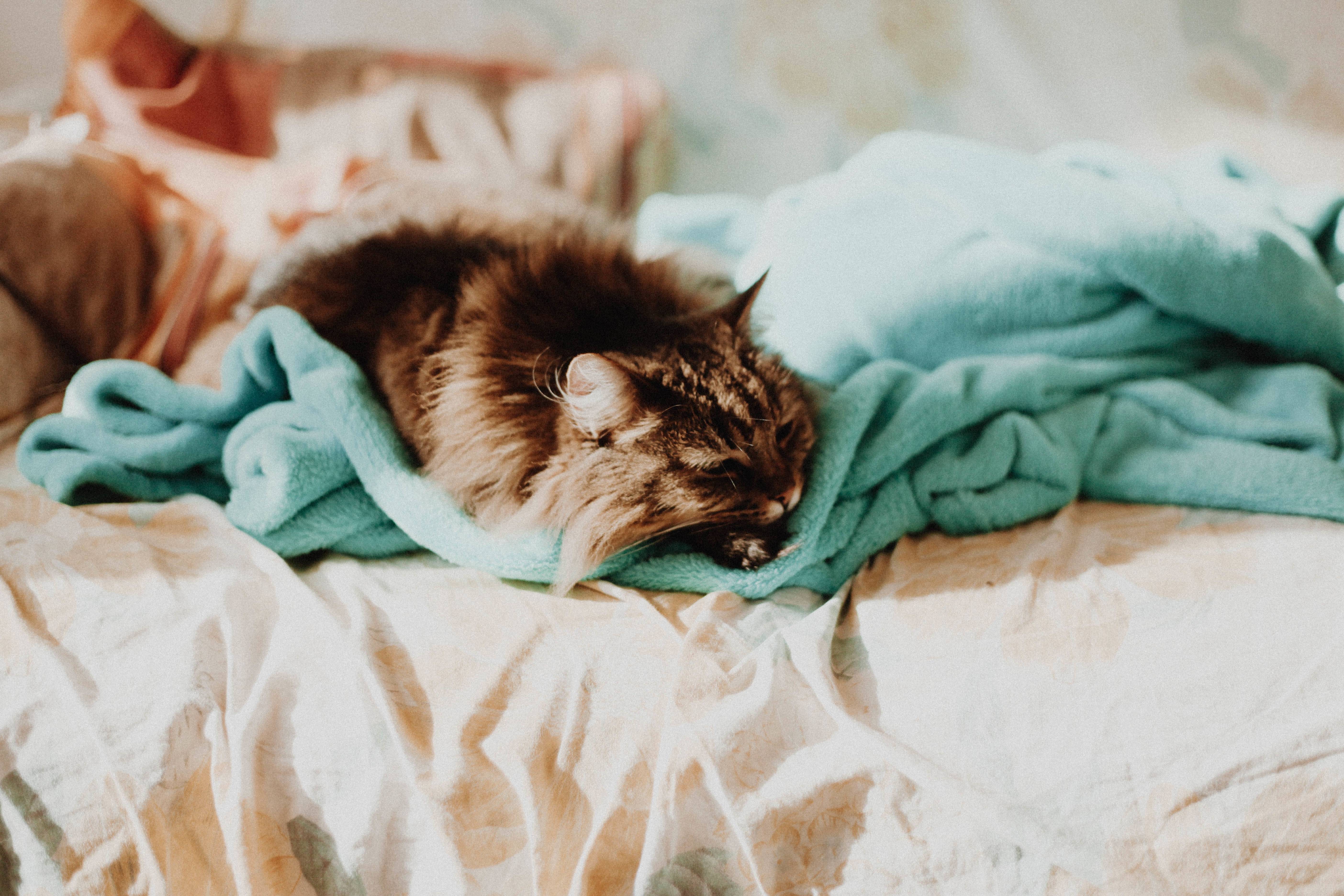 Кот в кровати