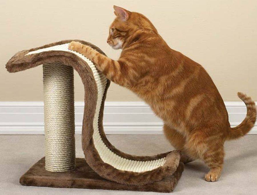 Как приучить кошку к когтеточке | блог ветклиники "беланта"