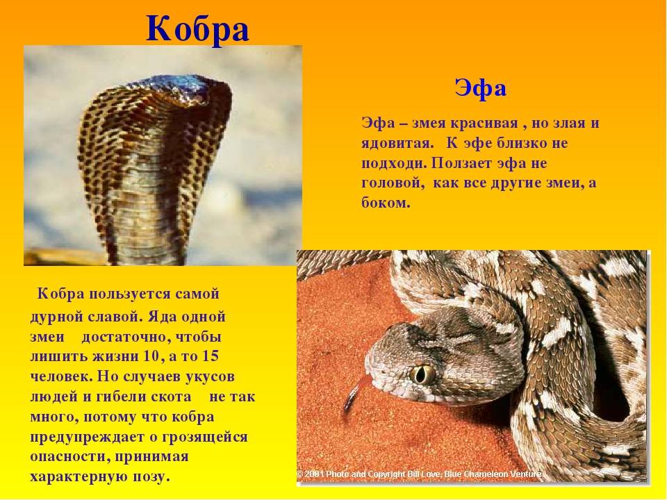 Среднеазиатская кобра - агрессивная змея