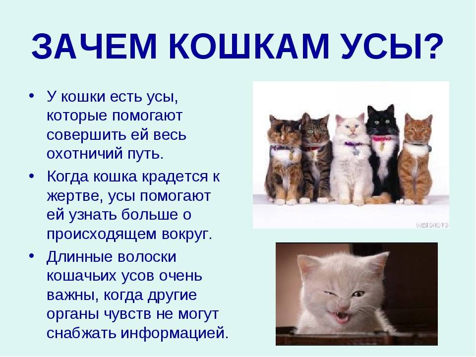 Кошки память на русском. Кот и понятия. Особенности кошек. Девять жизней кошки. Почему кошки.