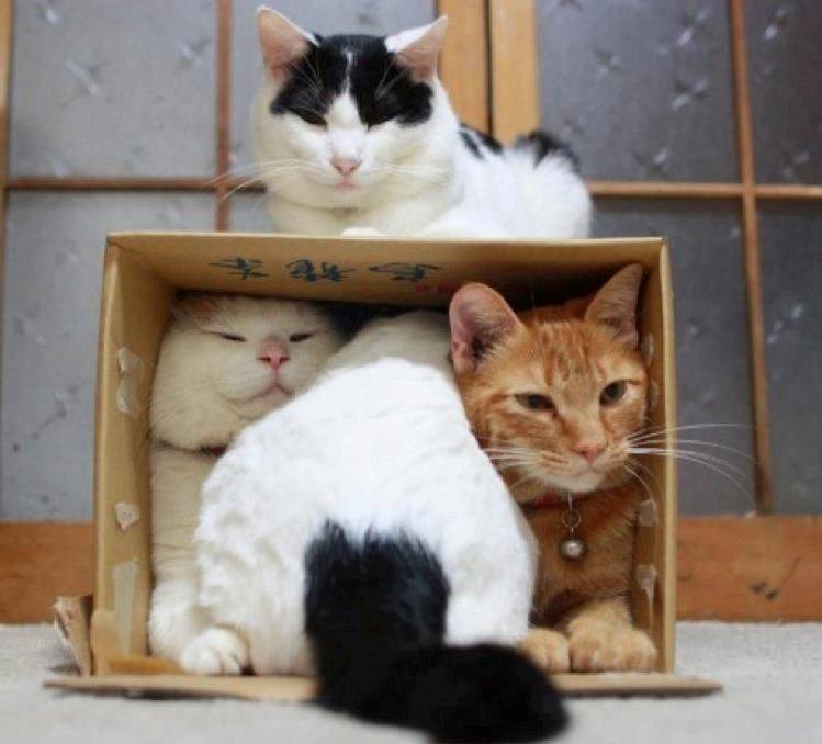 Коты — это жидкость. или почему коты обожают коробки?