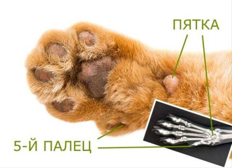 Сколько у котов пальцев на передних лапах фото