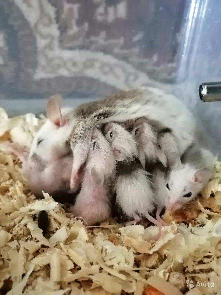 Иглистая мышь: содержание акомиса дома