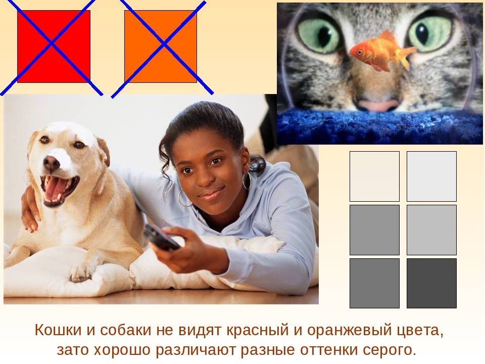 Различают ли собаки цвета: интересные факты и фото примеров, как видит цвета собака — женские советы