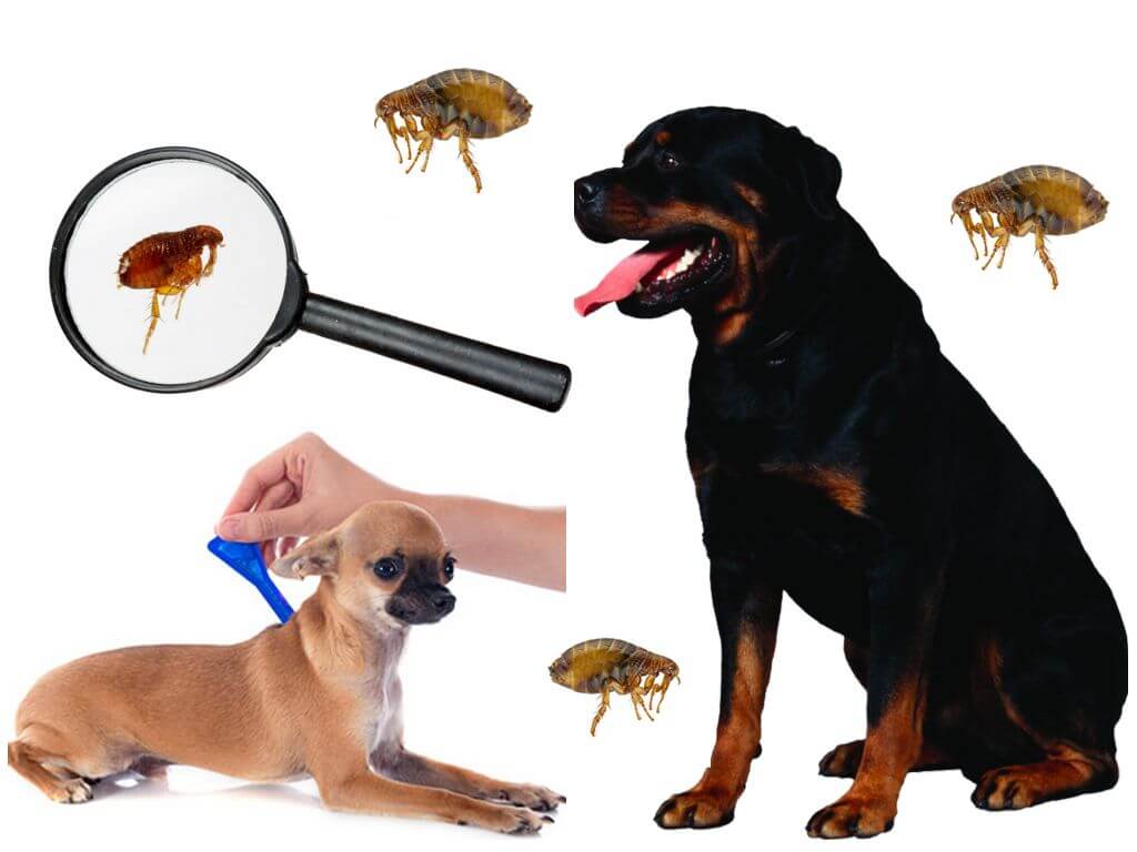 Блохи у собаки передаются ли человеку: описание и размножение