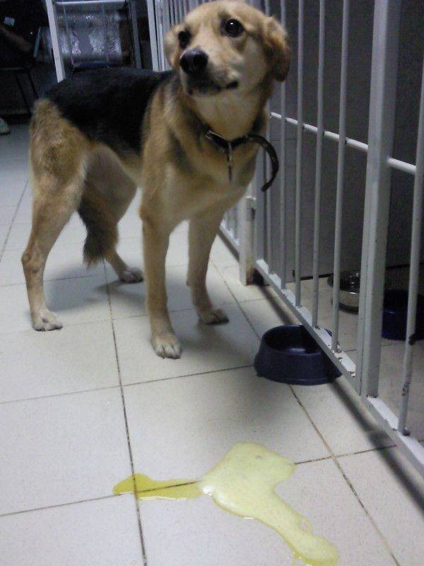 Собака рвет желтой жидкостью с пеной лечение