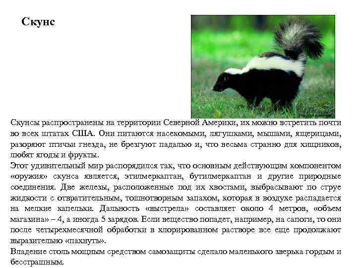 ᐉ где могут обитать полосатые скунсы: где живет и чем питается зверек - zoovet24.ru