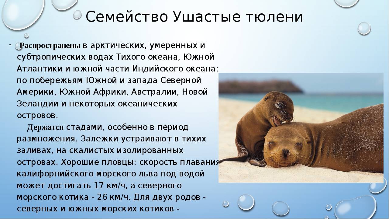 Каспийская нерпа (тюлень) — фото, видео и описание, как выглядит и где обитает