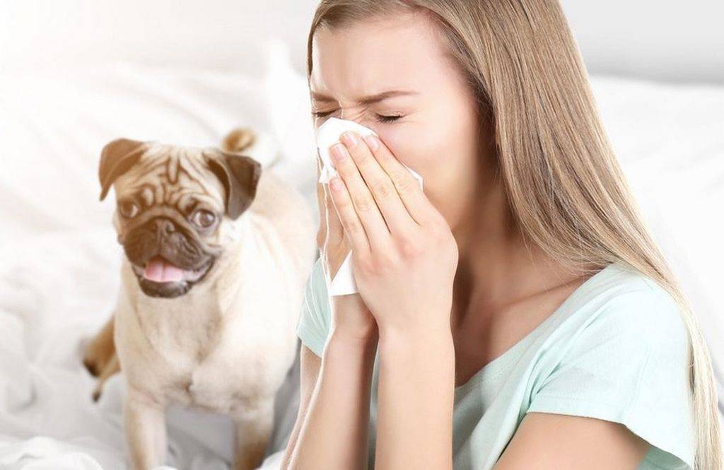 Что делать, если щенок чихает?