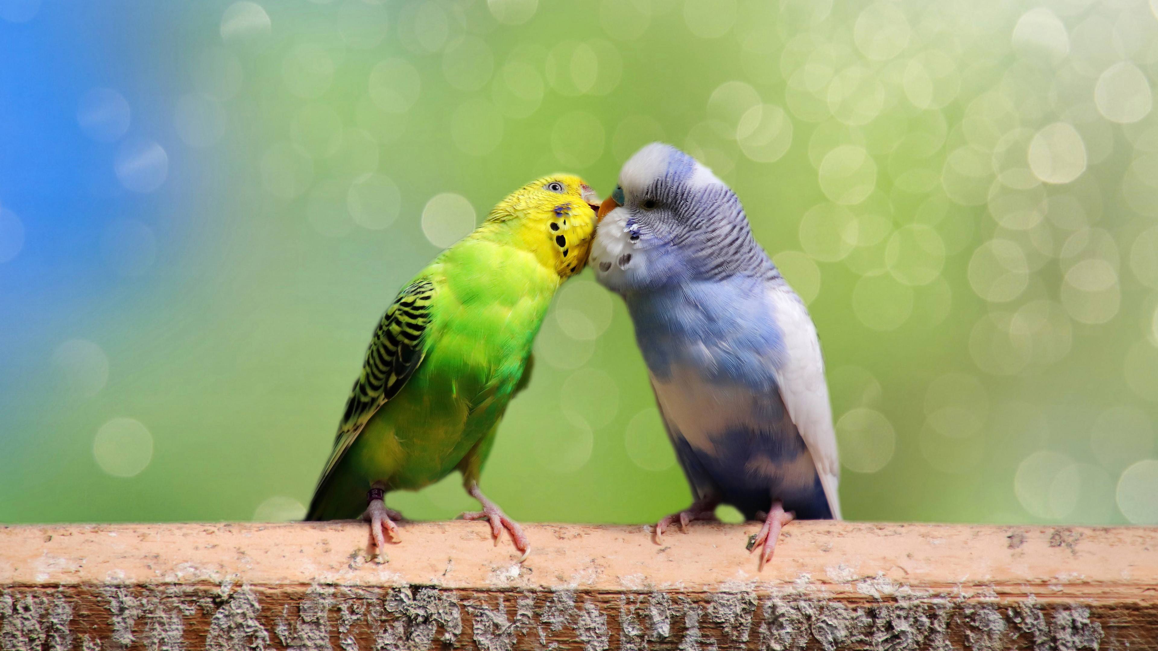 Как выбрать волнистого попугая, чтобы говорил?