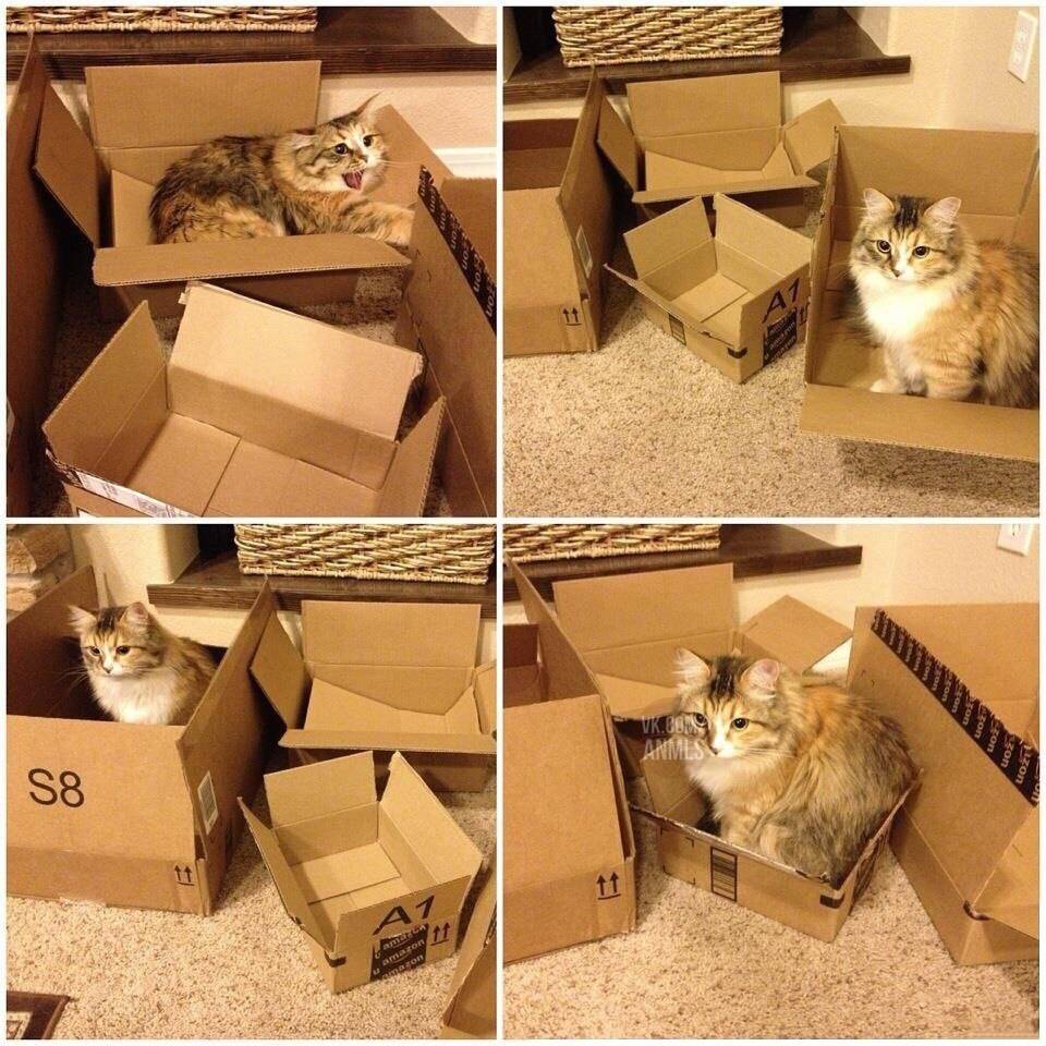 Почему коты любят коробки и пакеты? :: syl.ru
