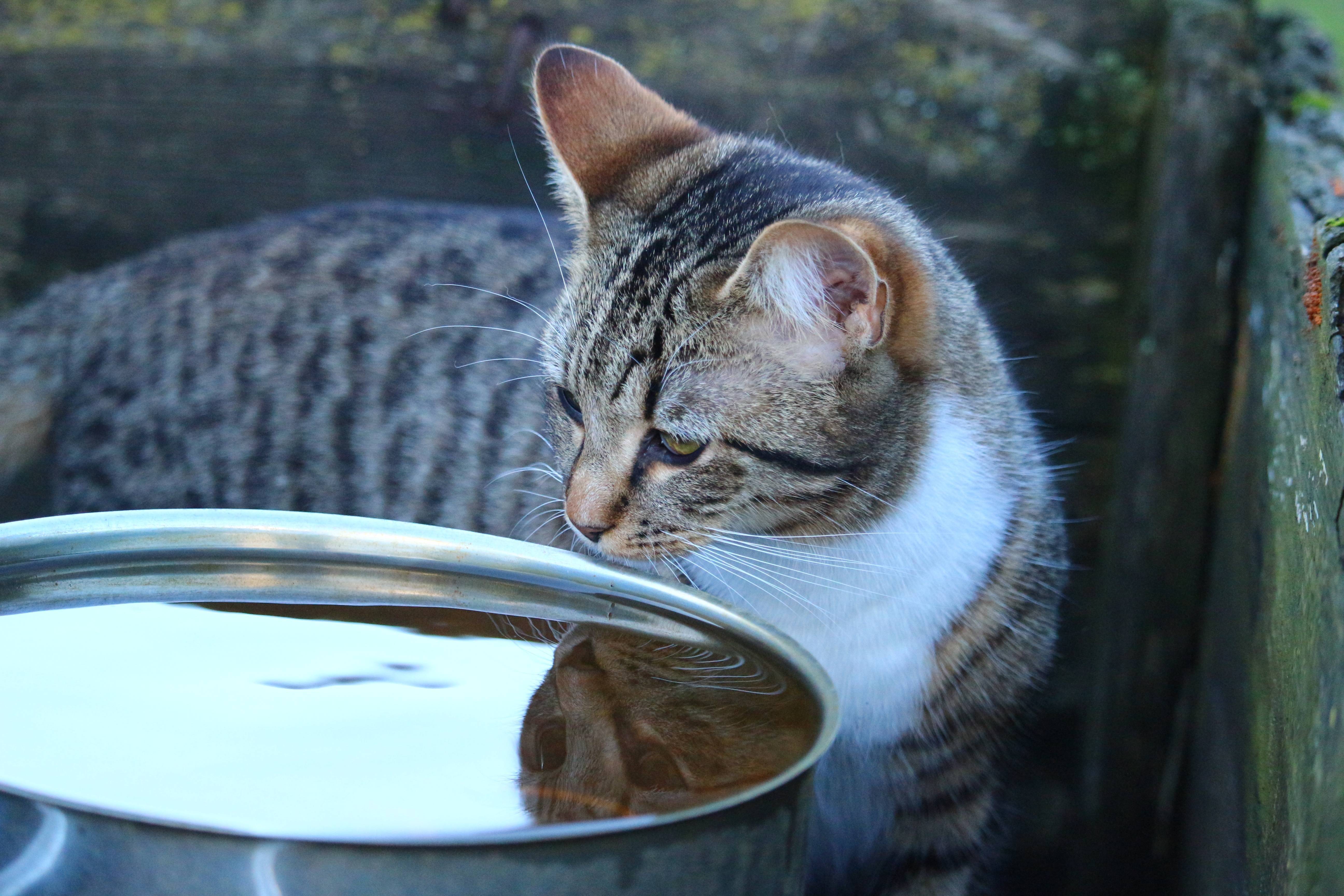 Кот много пьет воды: причины, что делать | блог ветклиники "беланта"
