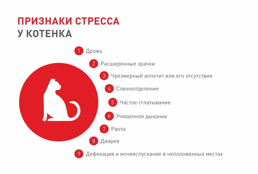 Стресс у кошки, кота: 16 причин, симптомы, первая помощь и лечение