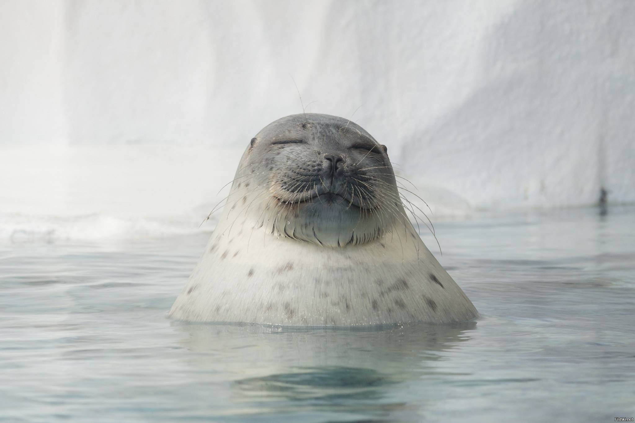 Животное арктики тюлень | выживание в дикой природе