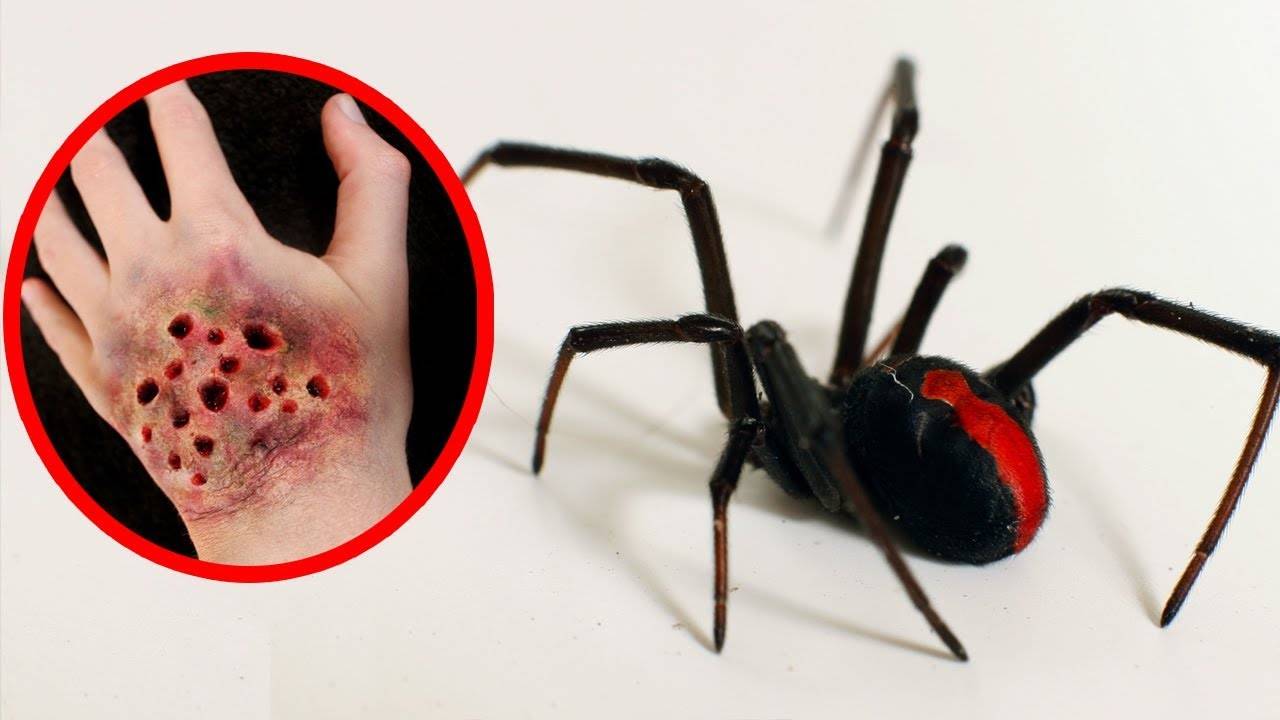Паук тарантул: описание. чем опасен укус тарантула? :: syl.ru