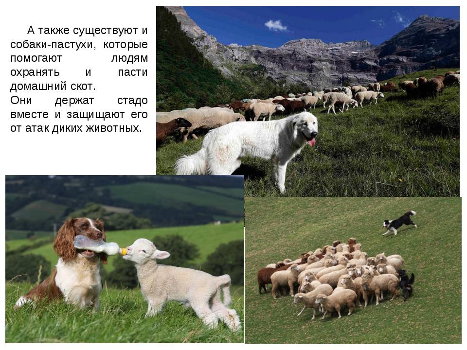 ᐉ какую разновидность овчарки называют колли – шотландская пастушья собака - zoomanji.ru