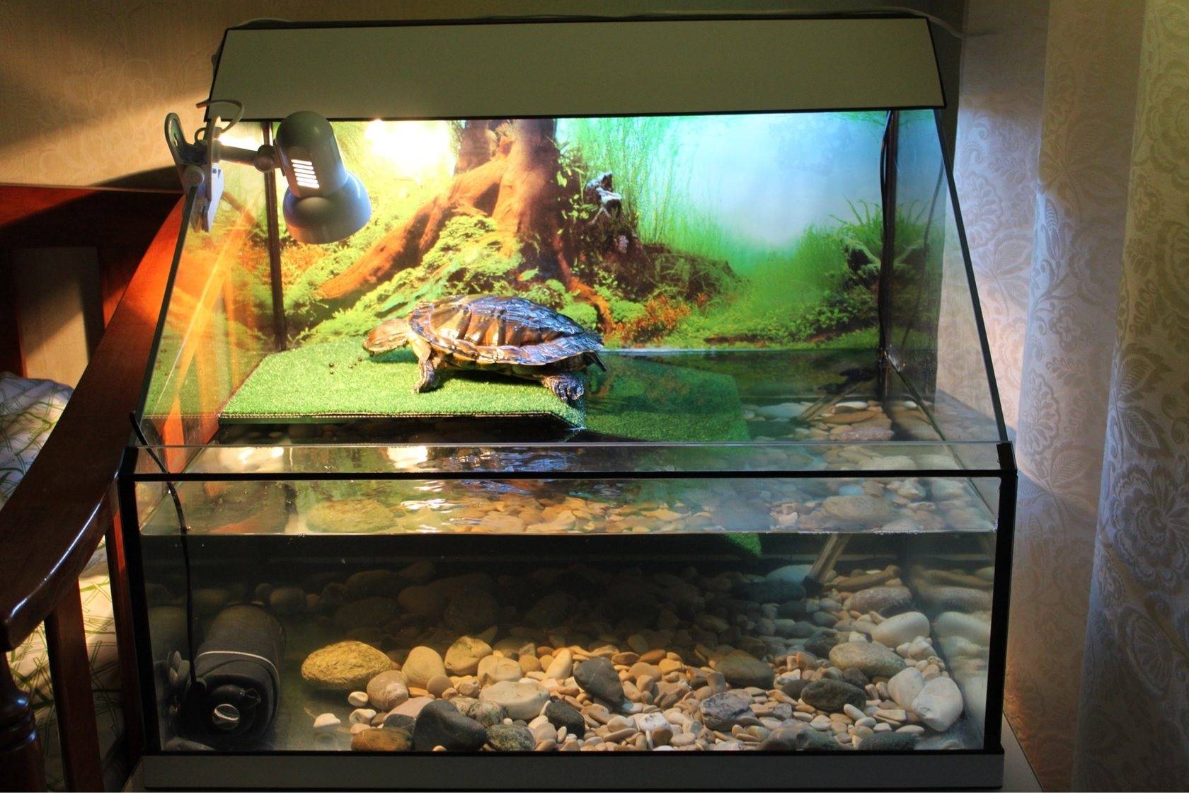 Аквариум для красноухих черепах: обустройство жилища рептилии