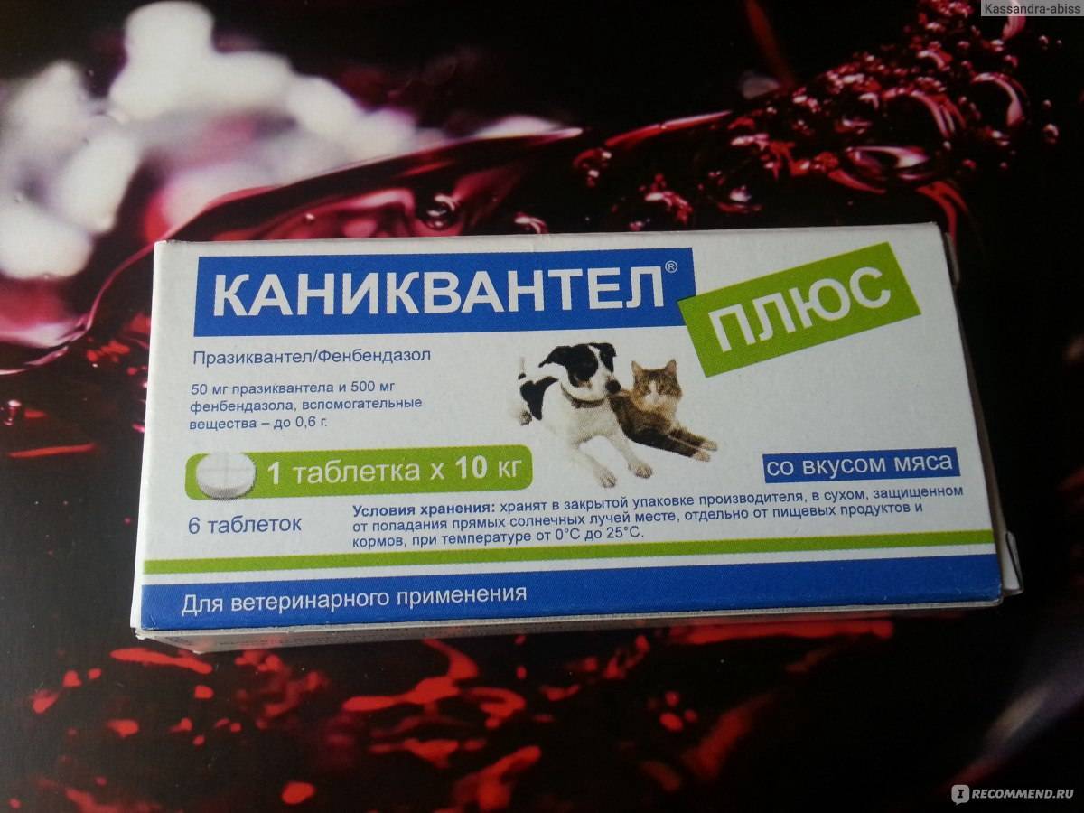 Инструкция по применению препарата «каниквантел» для лечения кошек: как давать питомцу таблетки от глистов?