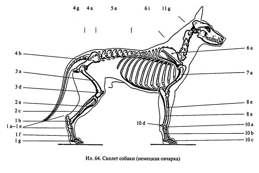 Скелет собаки: строение черепа, позвоночника, конечностей - ветеринарная клиника "любимец"