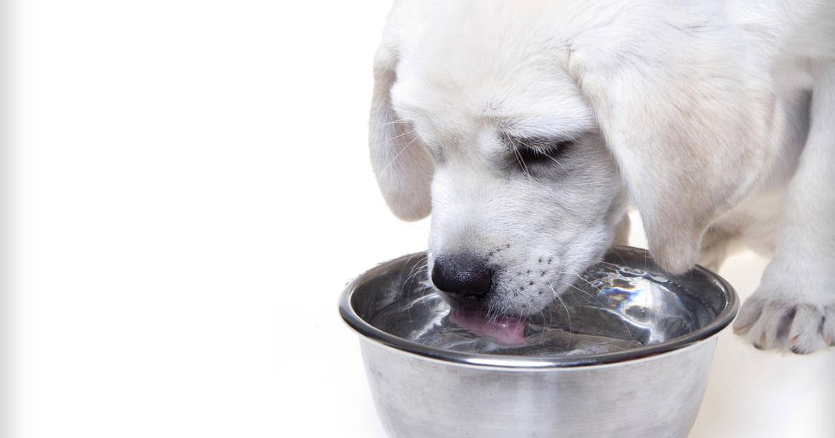 5 причин, почему собака не пьет воду, но ест?