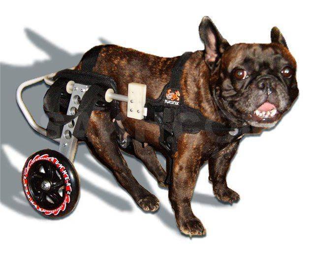 Коляска для собак: обзор инвалидных и прогулочных вариантов | ваши питомцы