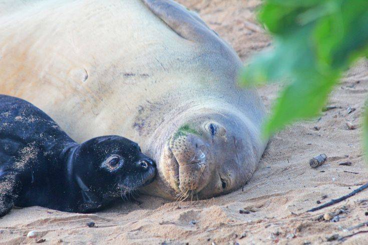 Тюлень монах - виды и фото, где обитают и питание